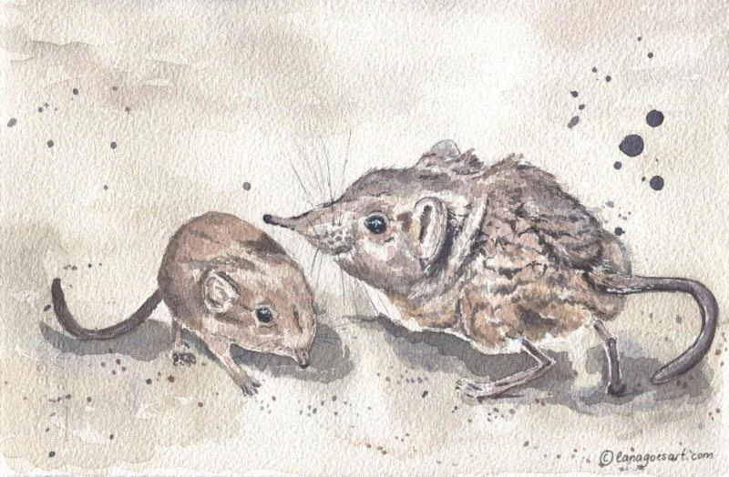 Two tiny elephant shrews painted in watercolors.