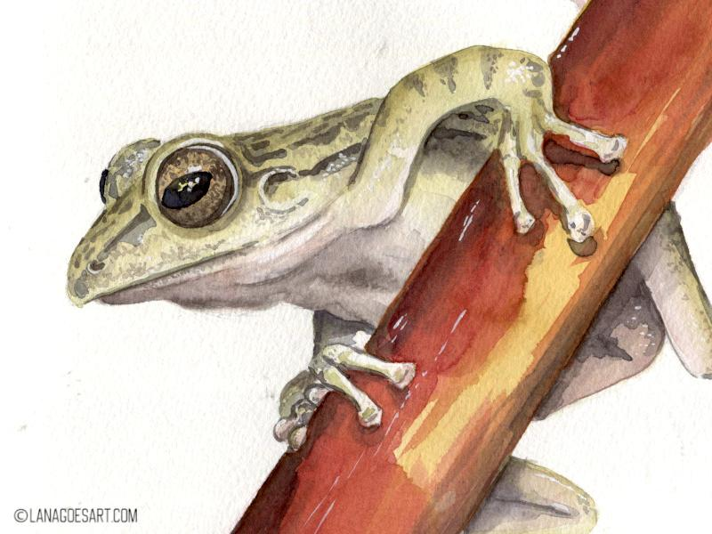 Anleitung: Frosch