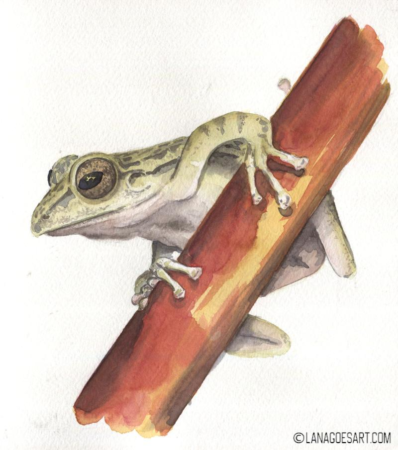Anleitung Aquarell Frosch