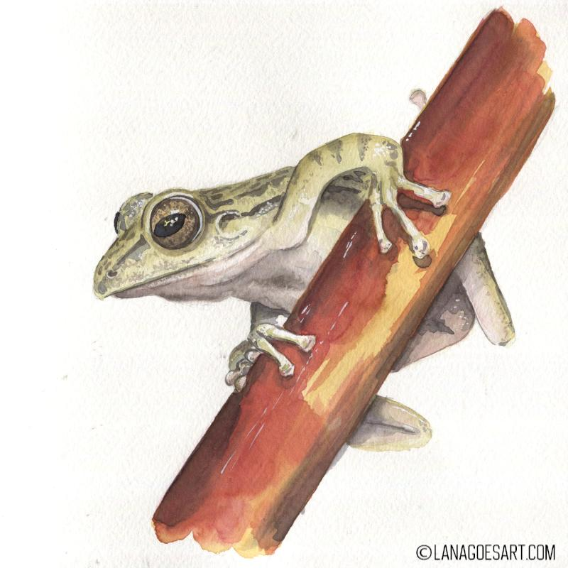 Anleitung Aquarell Frosch