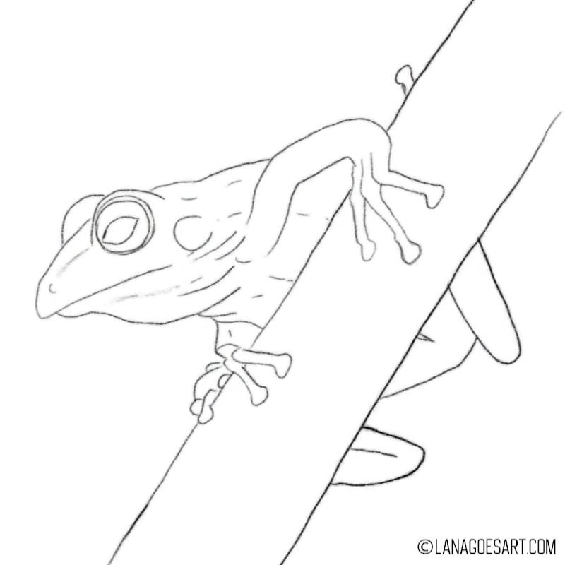 Vorzeichnung Frosch für Aquarell