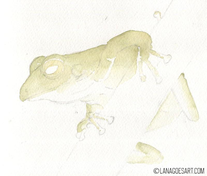 watercolor tutorial frog