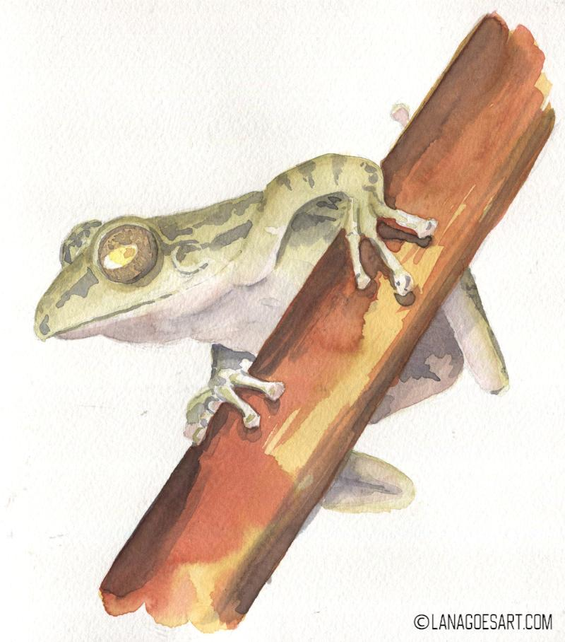 Anleitung Aquarell Frosch