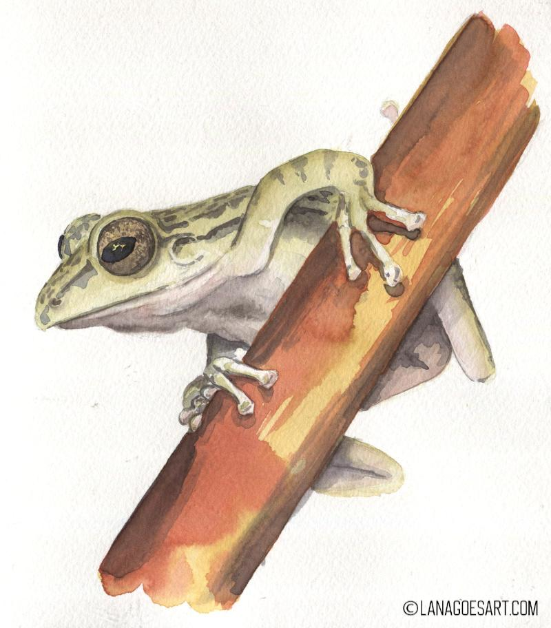 Anleitung Aquarell Frosch