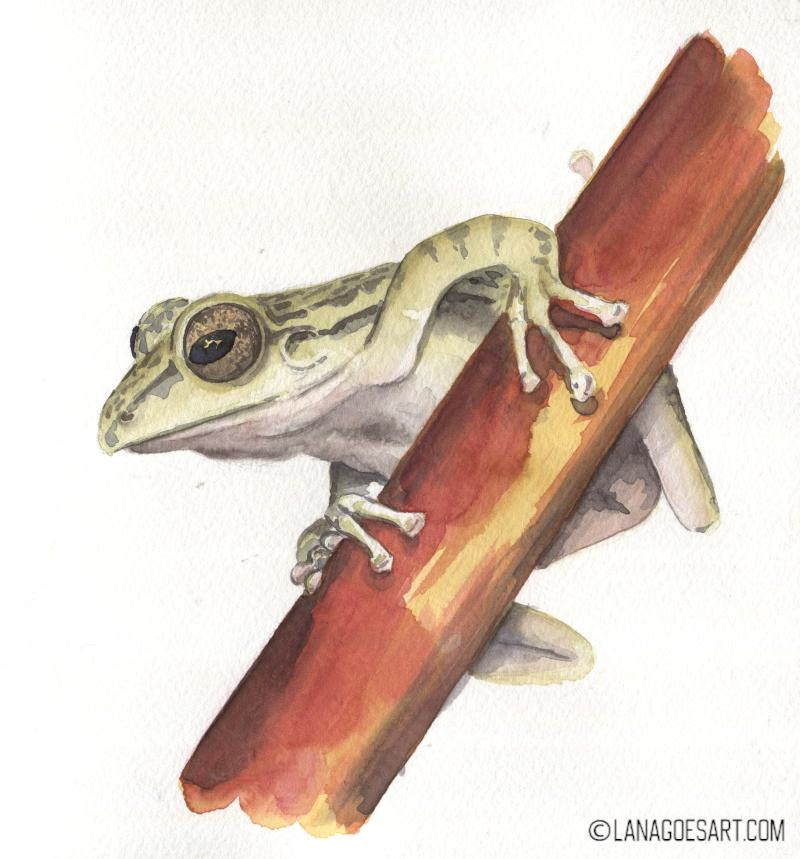 Anleitung Aquarell Frosch