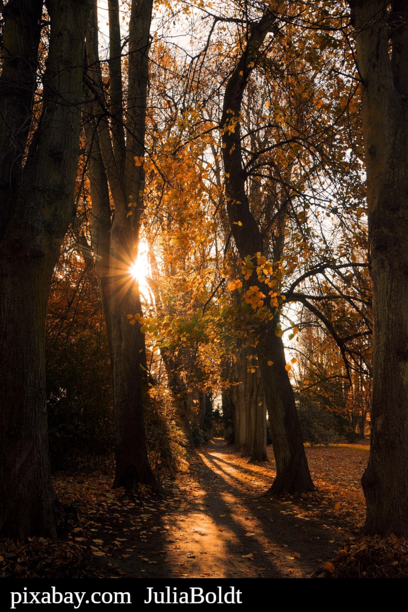 Photo of a sunlit autumn forest with golden light and red leaves.