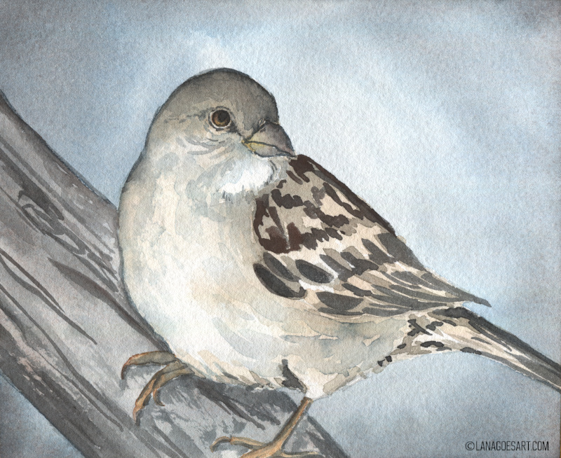spatz aquarell anleitung