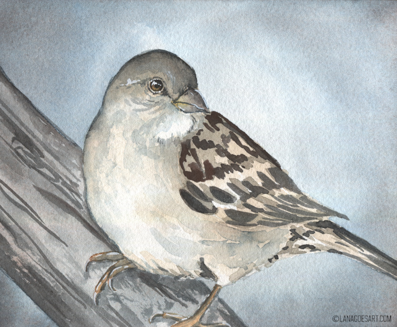 spatz aquarell anleitung