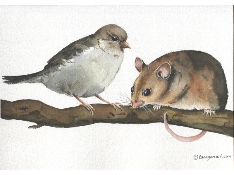 Sparrow and Mouse