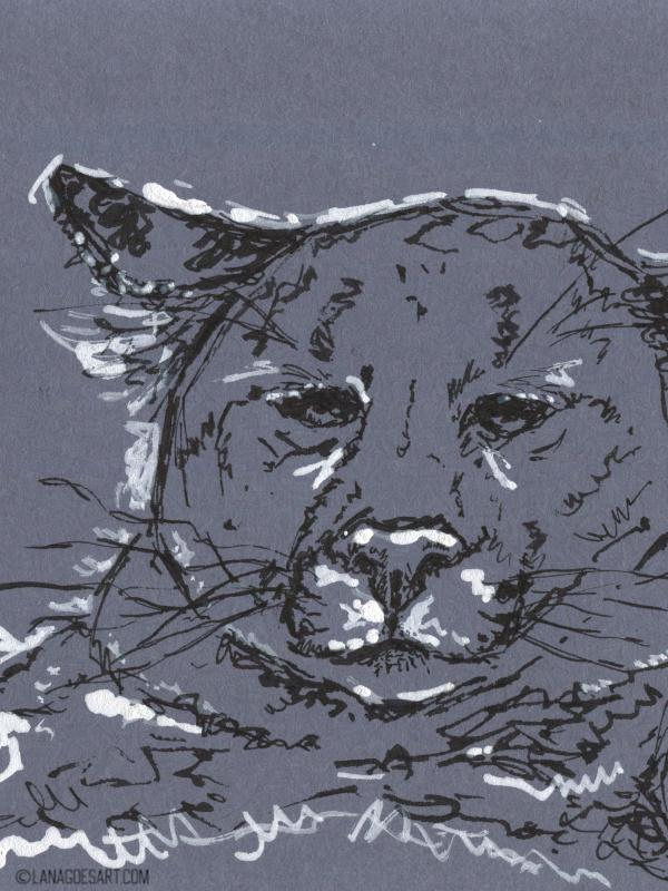 Mountain Lion