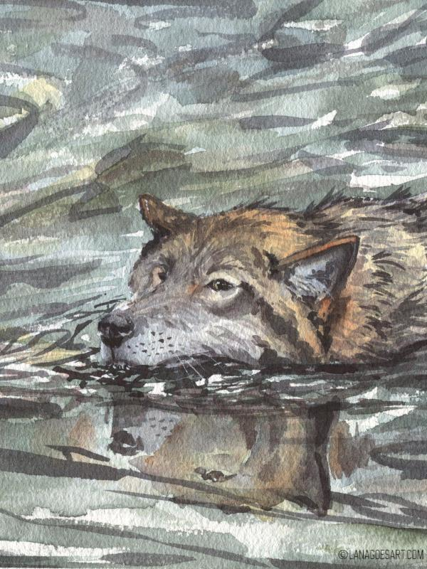Swimming Wolf
