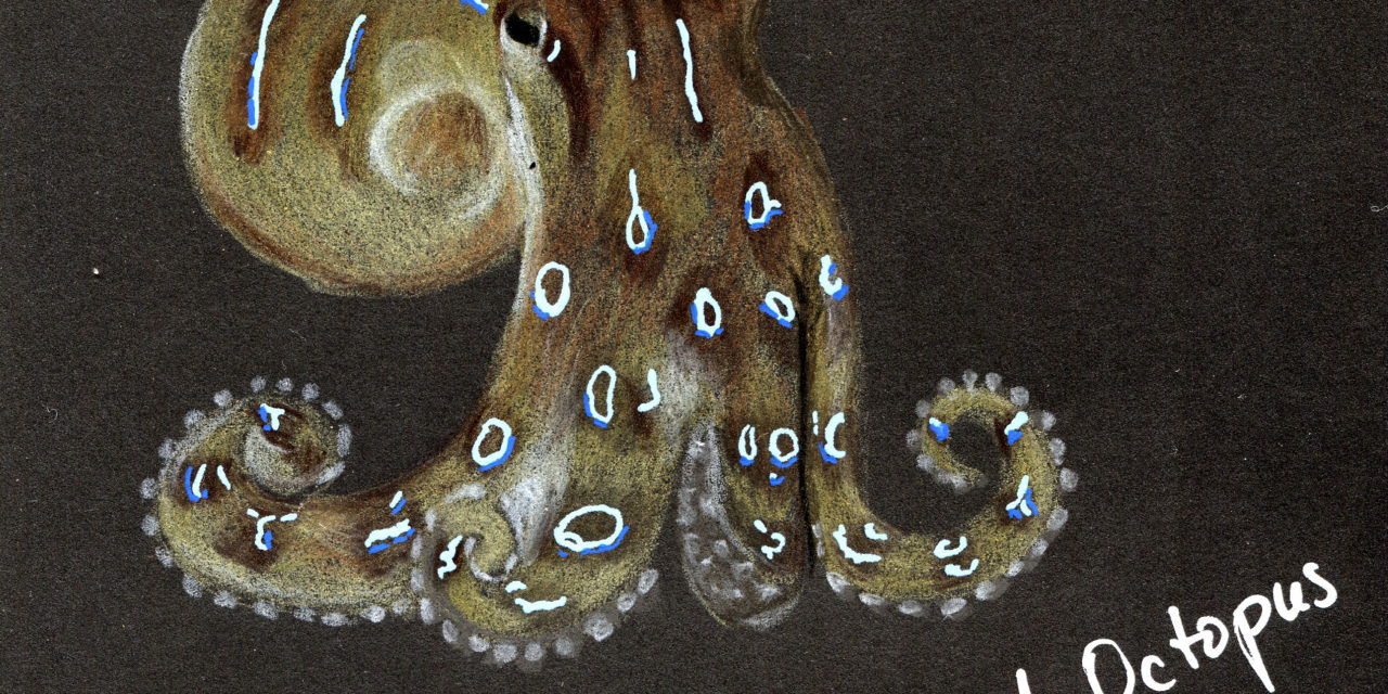 Black Sketchbook: Octopus #5