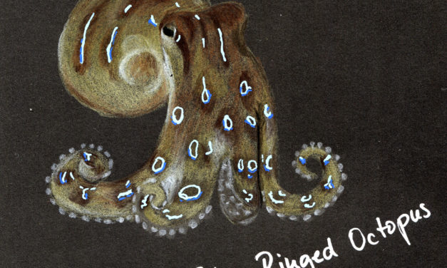 Black Sketchbook: Octopus #5