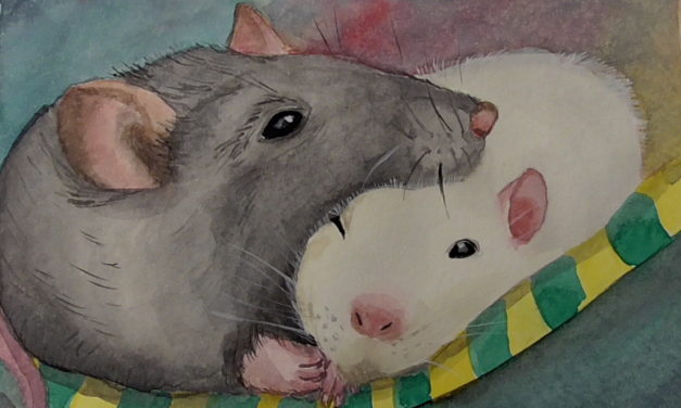 Müde Ratten/ Sleepy Rats